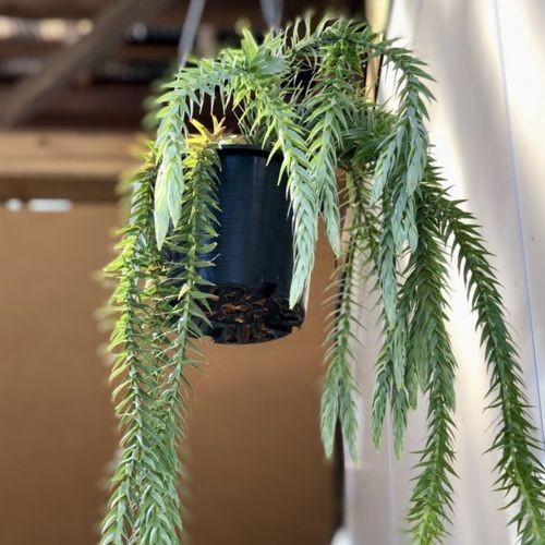 フペルジア・ゴエベリー 吊り 5号 - 植物と暮らす m-plant