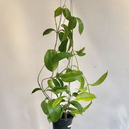 観葉植物：ホヤ*3.5号吊り鉢 : 遊恵盆栽 Yahoo!店 - 通販 - Yahoo
