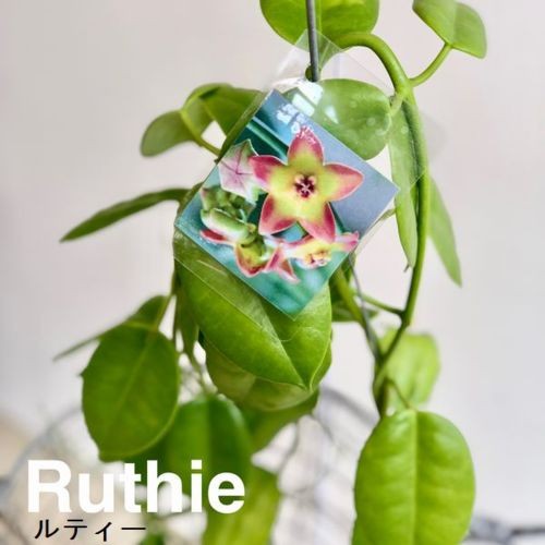 観葉植物：ホヤ*3.5号吊り鉢 : 遊恵盆栽 Yahoo!店 - 通販 - Yahoo