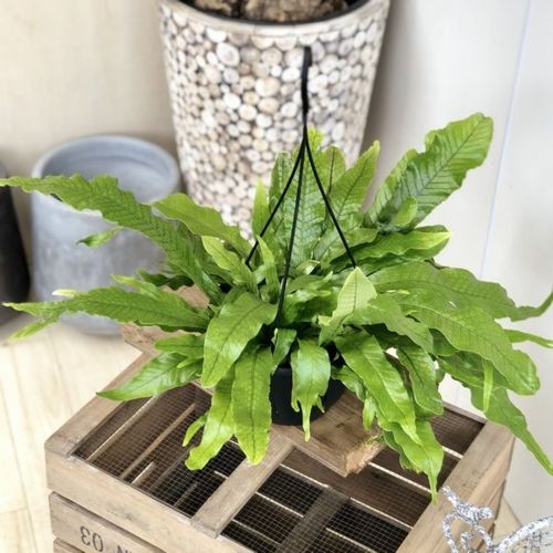 特大　希少　クロコダイルファーン　白鉢セラアート鉢　観葉植物　現物 f4797v.jpg