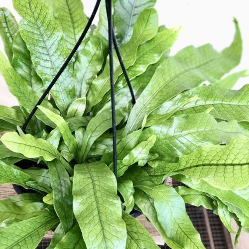 観葉植物：シダ植物 クロコダイルファン*吊り鉢 6号 : 遊恵盆栽
