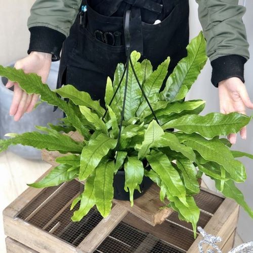 特大　希少　クロコダイルファーン　白鉢セラアート鉢　観葉植物　現物 楽天市場】ファー（観葉植物｜花・観葉植物）：花・ガーデン