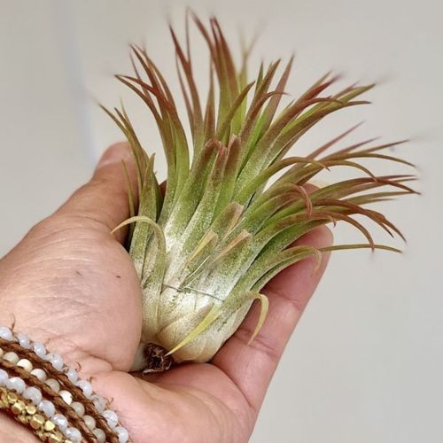 観葉植物 チランジア：イオナンタ ギガンテ コルク仕立て*エアー