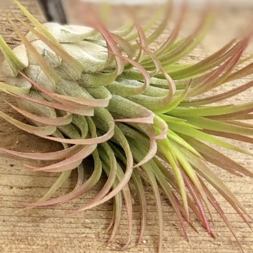観葉植物 チランジア：イオナンタ ギガンテ コルク仕立て*エアー