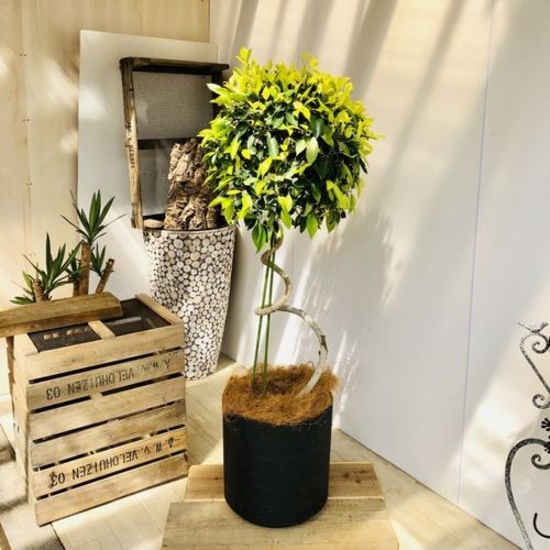 おしゃれ 観葉植物：ガジュマル ゴールドリーフ らせん仕立て*鉢カバー