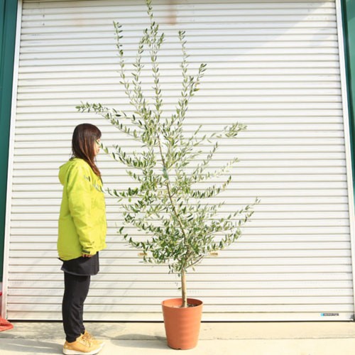 60 Off 観葉植物 おしゃれ シンボルツリー オリーブの木 マウリーノ 大型佐川配送 直営店限定 R4urealtygroup Com