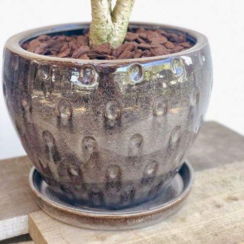 おしゃれ 観葉植物：ドラセナ パープルコンパクタ*陶器鉢 受皿付