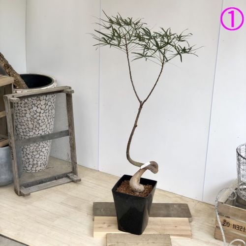 最旬ダウン 観葉植物 希少品種 ブラキキトン ボトルツリー 黒硬質プラポット 現品 大型佐川急便 その他