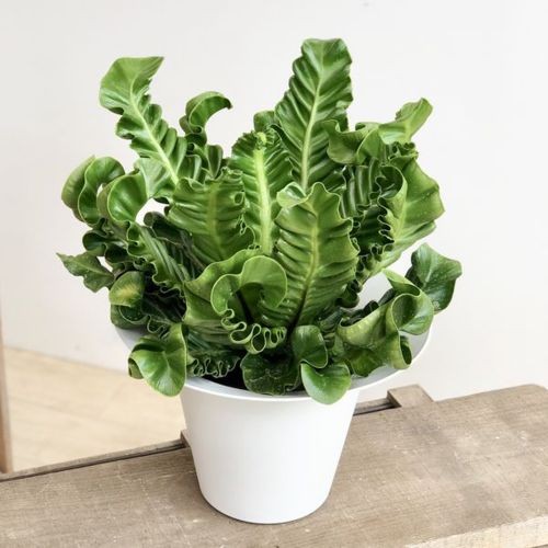 観葉植物:アスプレニウム コブラ*9号 プラポット : 遊恵盆栽 観葉植物:アスプレニウム コブラ*9号 プラポット : 遊恵盆栽