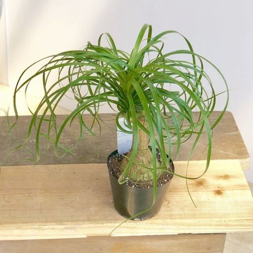 現品　トックリラン　ノリナ　斑入り　30番　トックリラン斑入り　観葉植物 観葉植物：ボーカルニア ノリナ(トックリラン)*4号 : 遊恵盆栽 Yahoo