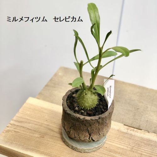 塊根植物 観葉植物：選べるアリ植物 鉢植え*受皿付 ベッカリー セレビカム パプアナム : f4939v : 遊恵盆栽 Yahoo!店 - 通販 -  Yahoo!ショッピング