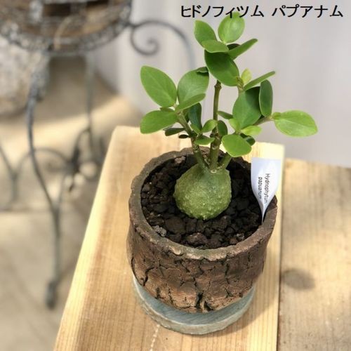 塊根植物 観葉植物：選べるアリ植物 鉢植え*受皿付 ベッカリー セレビカム パプアナム : f4939v : 遊恵盆栽 Yahoo!店 - 通販 -  Yahoo!ショッピング