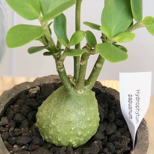 塊根植物 観葉植物：選べるアリ植物 鉢植え*受皿付 ベッカリー セレビカム パプアナム : f4939v : 遊恵盆栽 Yahoo!店 - 通販 -  Yahoo!ショッピング