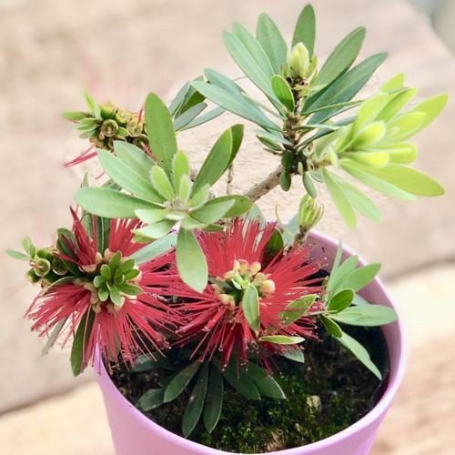 金宝樹（キンポウジュ）観葉植物：カリステモン リトルジョン 2個