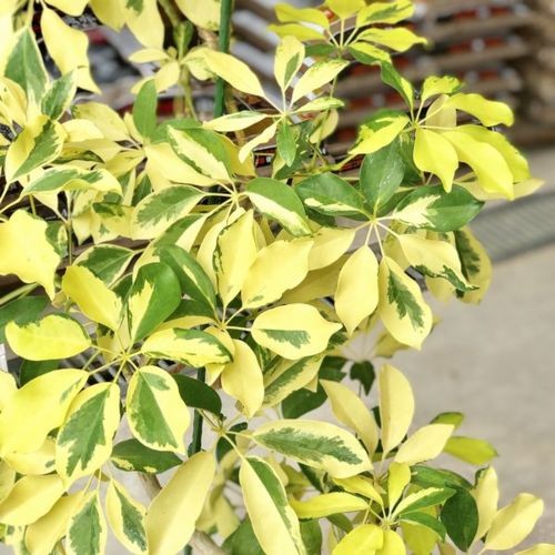 おしゃれ 観葉植物：シェフレラ ホンコン ゴールドリーフ*セラアート