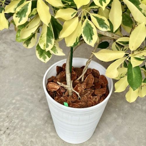 おしゃれ 観葉植物：シェフレラ ホンコン ゴールドリーフ*セラアート