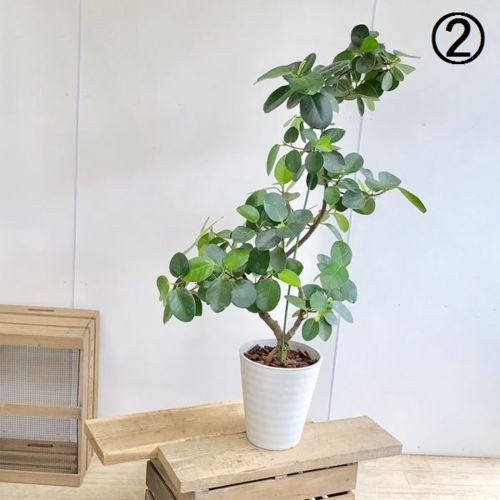 おしゃれ 観葉植物：フィカス シルバーリーフ*セラアート 現品 大型
