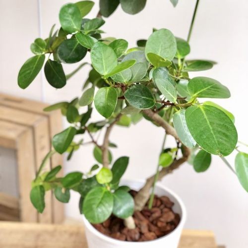 フィカス セアラート鉢付き おしゃれ 観葉植物：フィカス シルバー