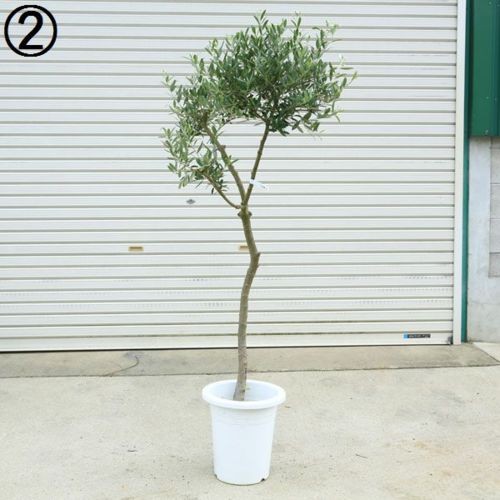 観葉植物 SOUJU（創樹）：オリーブの木*ネバディロブランコ 9号