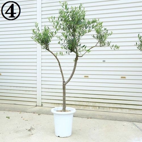 観葉植物 SOUJU(創樹):オリーブの木*ネバディロブランコ 9号 現品
