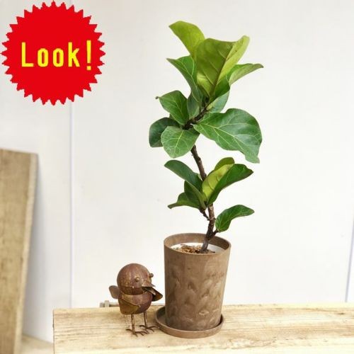おしゃれ 観葉植物：カシワバゴムノキ フィカス バンビーノ*受皿付