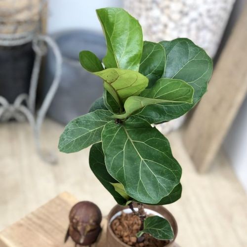 おしゃれ 観葉植物：カシワバゴムノキ フィカス バンビーノ*受皿付