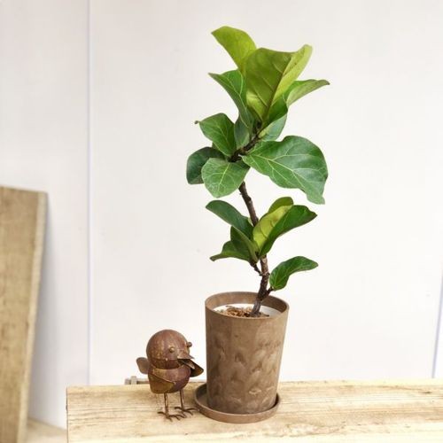 フィカス バンビーノ カシワバゴムノキ おしゃれ 観葉植物：カシワバゴムノキ フィカス バンビーノ*受皿付