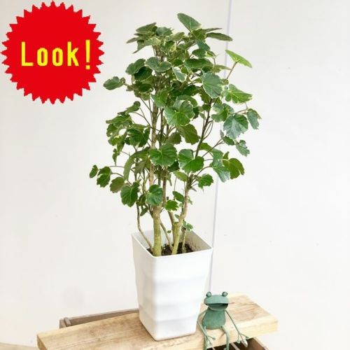おしゃれ 観葉植物：ポリシャス マジナータバリエガータ*プラポット