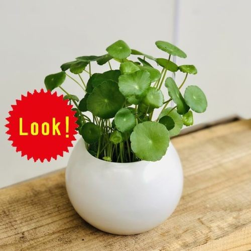 おしゃれ 観葉植物 水草：ウォーターマッシュルーム*ウチワゼニクサ 鉢