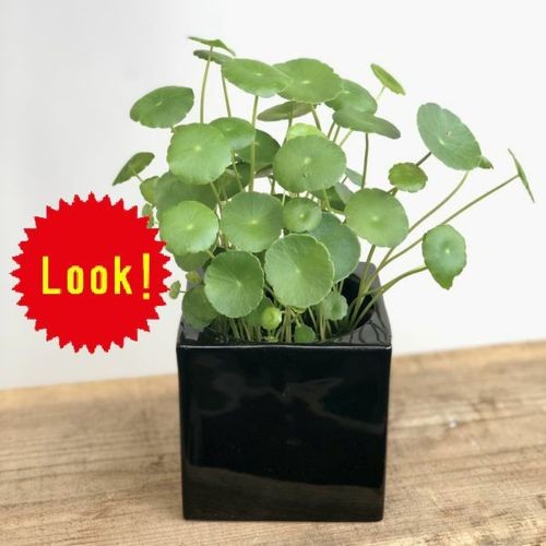 おしゃれ 観葉植物 水草：ウォーターマッシュルーム*ウチワゼニクサ 鉢