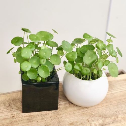 おしゃれ 観葉植物 水草：ウォーターマッシュルーム*ウチワゼニクサ 鉢