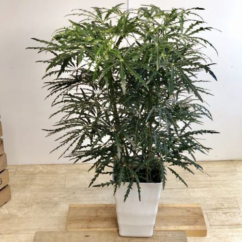 おしゃれ 観葉植物：アラレア*あられあ プラポット : 遊恵盆栽 Yahoo