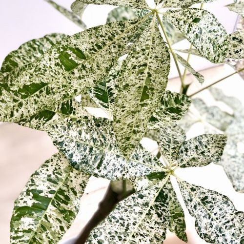 おしゃれ 観葉植物：斑入りパキラ ミルキーウェイ*プラポット : 遊恵