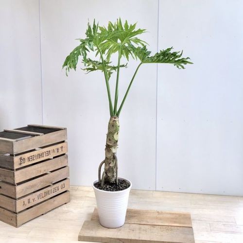 観葉植物：フィロデンドロン セローム*陶器鉢 大型ヤマト便配送 SALE