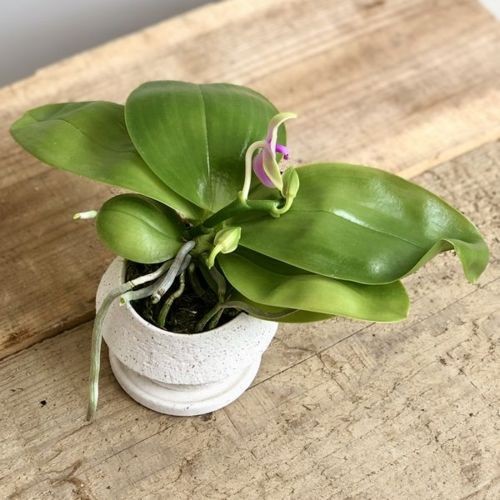 胡蝶蘭 原種 ビオラセア フラスコ ヴィオラケア Phal