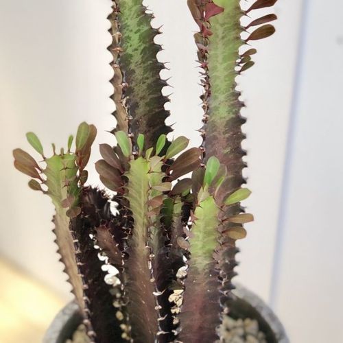 多肉植物 観葉植物：ユーフォルビア 紅彩雲閣*トリゴナロイヤルレッド