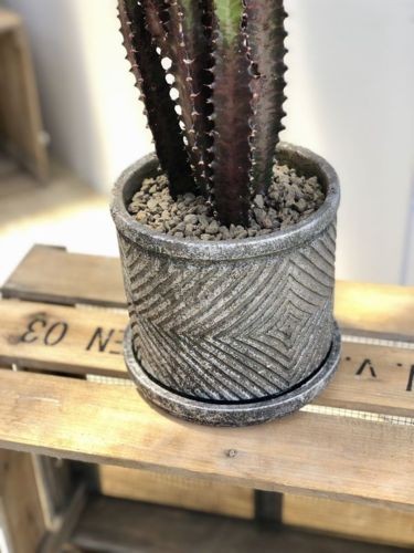 多肉植物 観葉植物：ユーフォルビア 紅彩雲閣*トリゴナロイヤルレッド