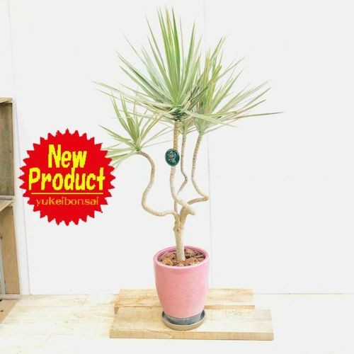 観葉植物：ドラセナ コンシンネ トリカラー龍*鉢植え 受皿 大型佐川便