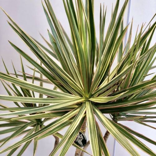 観葉植物：ドラセナ コンシンネ トリカラー龍*鉢植え 受皿 大型佐川便