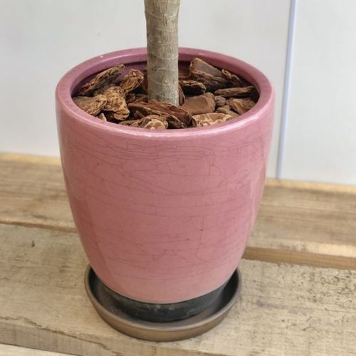 観葉植物：ドラセナ コンシンネ トリカラー龍*鉢植え 受皿 大型佐川便