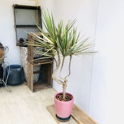 観葉植物：ドラセナ コンシンネ トリカラー龍*鉢植え 受皿 大型佐川便
