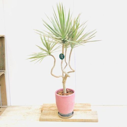 観葉植物：ドラセナ コンシンネ トリカラー龍*鉢植え 受皿 大型佐川便