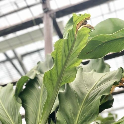 訳あり 観葉植物：アンスリウム フーケリー*プラポット 現品限り