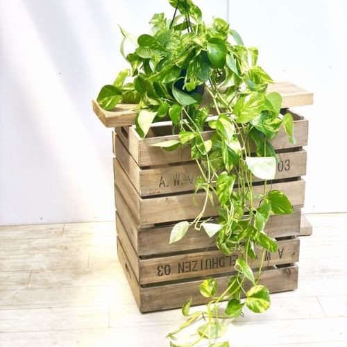 葉色選べます 観葉植物：ポトス ロング*5号 吊り鉢 : 遊恵盆栽 Yahoo