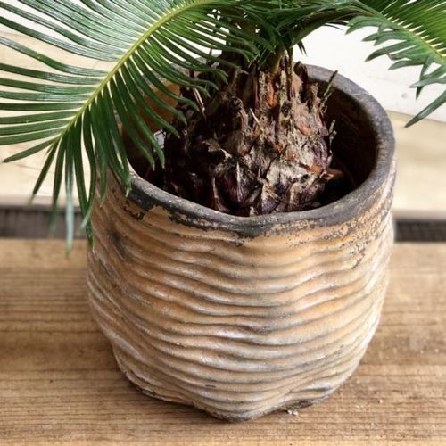 おしゃれ 観葉植物：ソテツ 鉢カバー付き*蘇鉄 : 遊恵盆栽 Yahoo!店