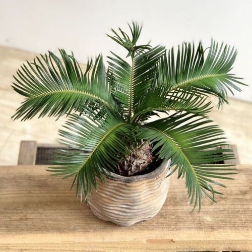 おしゃれ 観葉植物：ソテツ 鉢カバー付き*蘇鉄 : 遊恵盆栽 Yahoo!店