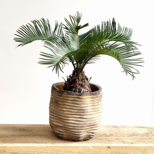 おしゃれ 観葉植物：ソテツ 鉢カバー付き*蘇鉄 : 遊恵盆栽 Yahoo!店