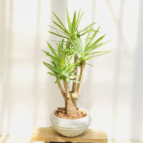 おしゃれ 観葉植物：斑入りユッカ エルミラ*リッドワイドW バーク