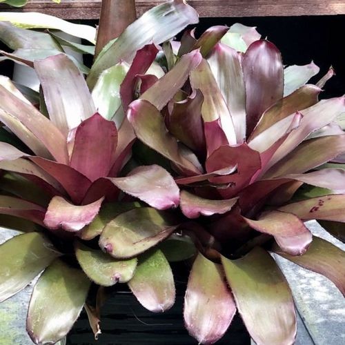 ブロメリア・エアープランツ Neoregelia Amethyst Neoregelia Amethyst