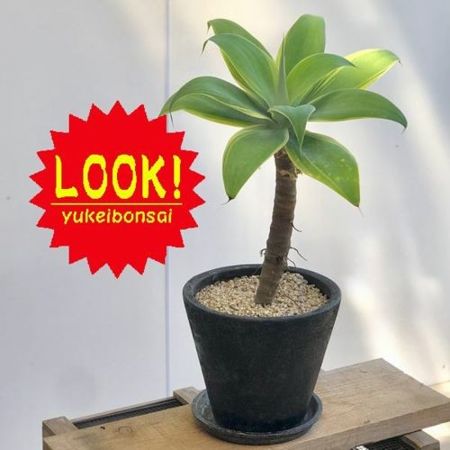 訳あり 観葉植物：アガベ アテナータ鉢植え*受皿付 現品 SALE : f5138v : 遊恵盆栽 Yahoo!店 - 通販 -  Yahoo!ショッピング